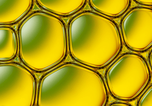 Huile de moringa biologique